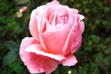 Розовая роза с эффектом свечения