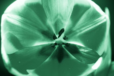 Эффект однотонной картинки, бирюзовый цвет, тюльпан